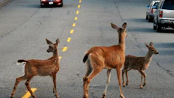 Deer collisions are on the rise in North America, according to reports from the Traffic Injury Research Foundation.