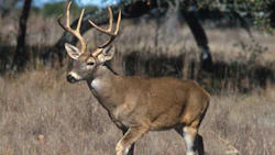 Deer collisions are common in certain areas during this time of year. Facilities in St. Louis have turned it into a marketing campaign by offering free turkeys in exchange for deer-related collision work.