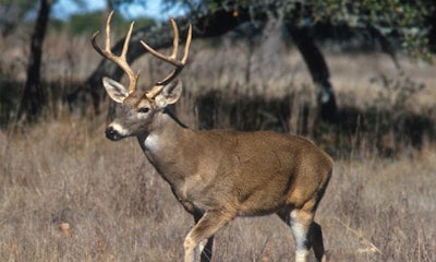 Deer collisions are common in certain areas during this time of year. Facilities in St. Louis have turned it into a marketing campaign by offering free turkeys in exchange for deer-related collision work.