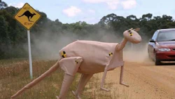 Three guesses which continent this one comes from, and the first two guesses don't count. Collisions between kangaroos and vehicles aren't uncommon in Australia. The kangaroo crash test dummy was developed to aid designers in better protecting the vehicle's occupants.