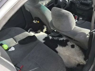Passenger vehicles aren't suited to transporting cows. Even baby ones don't really fit very well.
