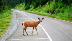 It's always deer season somewhere. A shop in Wisconsin has noticed an increase in deer collisions lately, but the owner notes they usually don't see these until the fall.