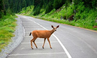 It's always deer season somewhere. A shop in Wisconsin has noticed an increase in deer collisions lately, but the owner notes they usually don't see these until the fall.