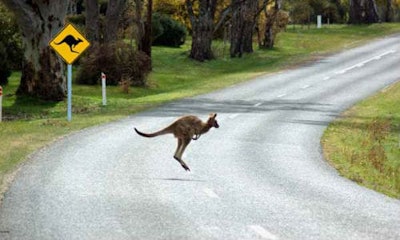 Volvo’s Large Animal Detection doesn’t work for kangaroos, apparently, due to the animals’ unique method of locomotion. The company is currently working on a solution.