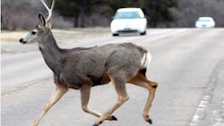 Animal collision