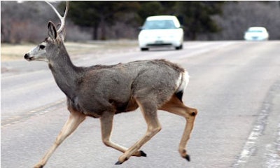 Animal collision