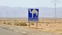 Camel crossing signs are as common in the Middle East as deer crossings here.