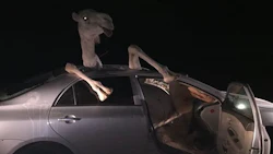 images_camel-car-crash-medium