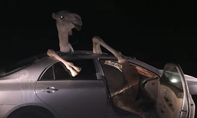 images_camel-car-crash-medium