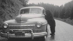 'Oh bother,' said Pooh. 'I appear to have forgotten the keys. A Colorado man was surprised to discover a bear had opened his car's doors.