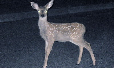 images_deer