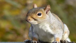 images_squirrel