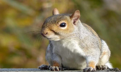 images_squirrel