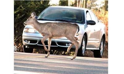 images_deer