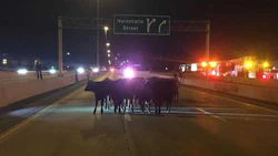 images_cows