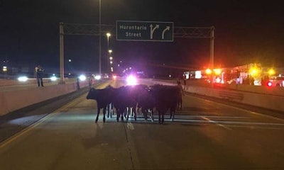 images_cows