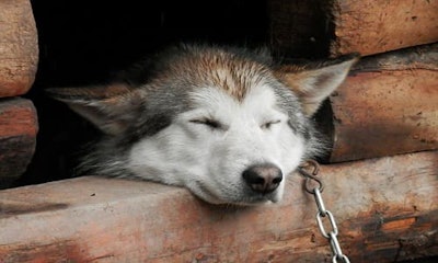 images_husky-1820366_960_720