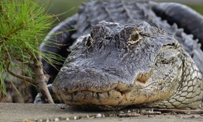 images_spooky_gator