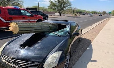 images_cactus_windsheild
