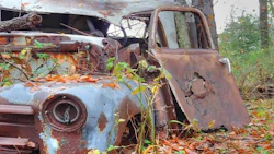 images_car_with_plants