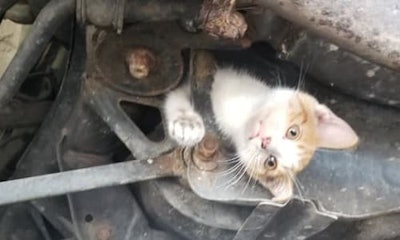 images_kitty