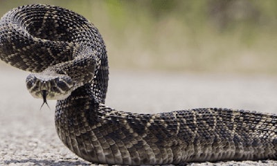 images_rattle_snake