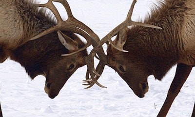 images_heads