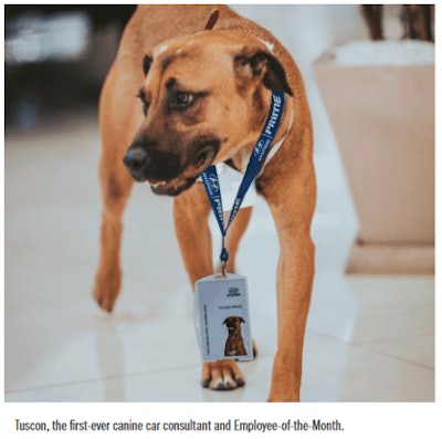 Tuscon Dog Image