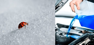 antifreezebugs