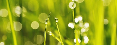 green grass banner