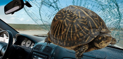 turtle