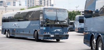 greyhound