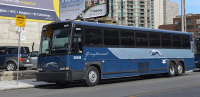 greyhound