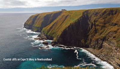 Newfoundland Img