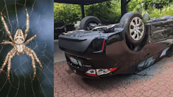 spideysenses