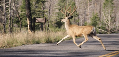 deercrossing