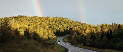 tree rainbow