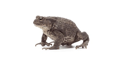 toad