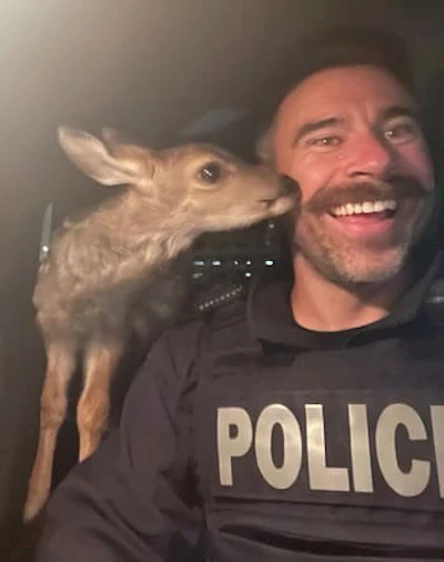 The rescued fawn, posing for a selfie. (Chad Neustaeter/Fort St John RCMP)