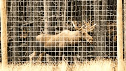 Moose