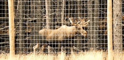 Moose
