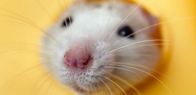Closeup of funny white domestic rat with long whiskers sitting i