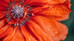 httpscanadianrecycler.cawp-contentuploads202211Untitled-design-5.png