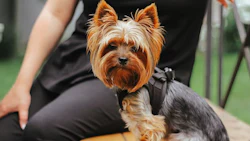 yorkshire-terrier-2022-11-01-02-09-13-utc