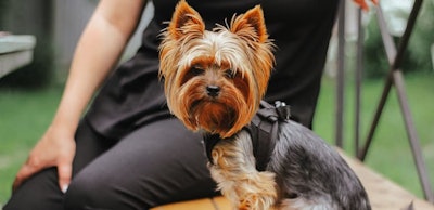 yorkshire-terrier-2022-11-01-02-09-13-utc