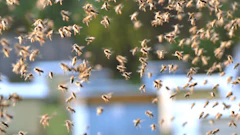 bees