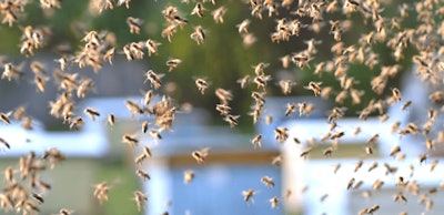 bees