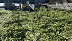celery