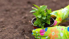 PLANTING POT