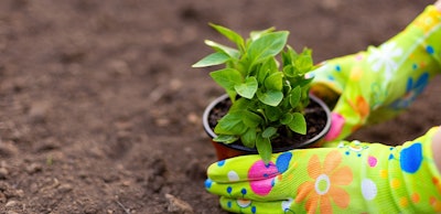 PLANTING POT